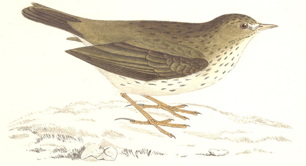BIRDS. Meadow Pipit. Origianal Colour. Europe. Asia. Africa (Morris) 1865
